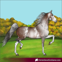 Horse Color:Gray White Spotted Bay Splash 