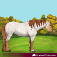 Horse Color:Red Dun Roan Rabicano 