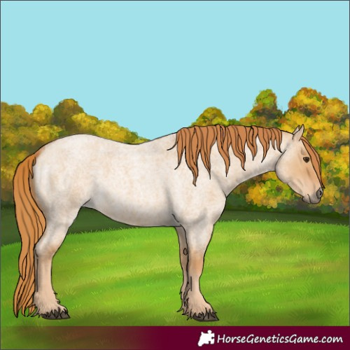Horse Color:Red Dun Roan