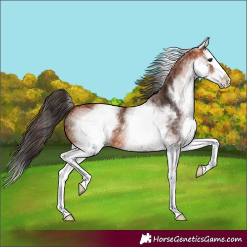 Horse Color:White Spotted Bay Splash 
