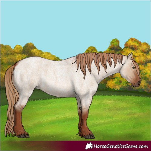 Horse Color:Red Dun Roan