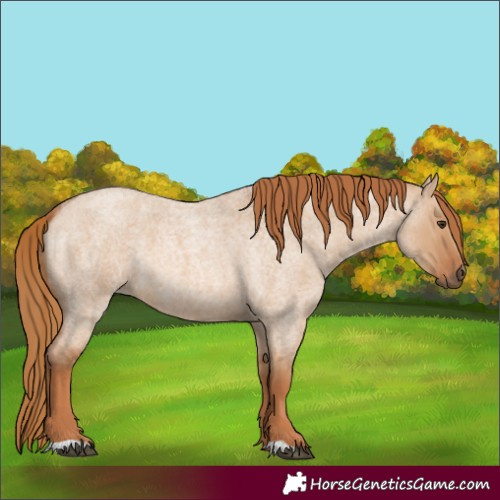 Horse Color:Red Dun Roan 