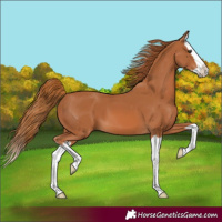 Horse Color:Chestnut Splash 