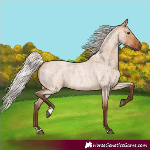 Horse Color:Silver Bay Roan Dun 