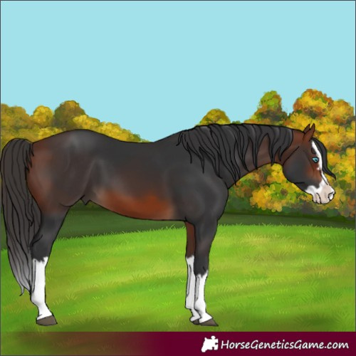 Horse Color:Bay Splash