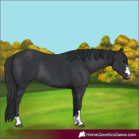 Horse Color:Black Rabicano 