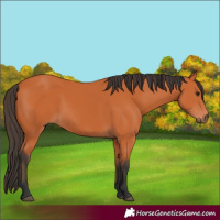 Horse Color:Bay Rabicano 