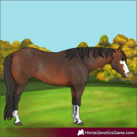 Horse Color:Bay Rabicano 