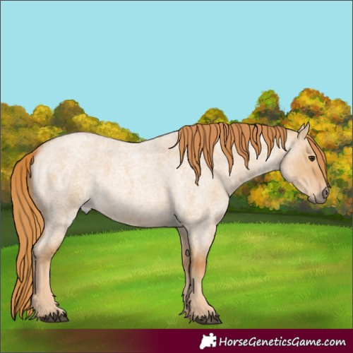 Horse Color:Red Dun Roan