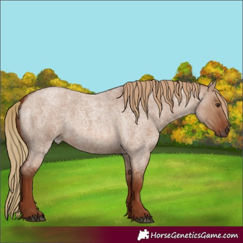 Horse Color:Red Dun Roan