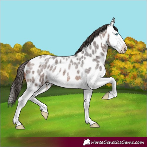 Horse Color:Brown Roan Splash Near Leopard 