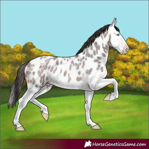Horse Color:Brown Roan Splash Appaloosa 