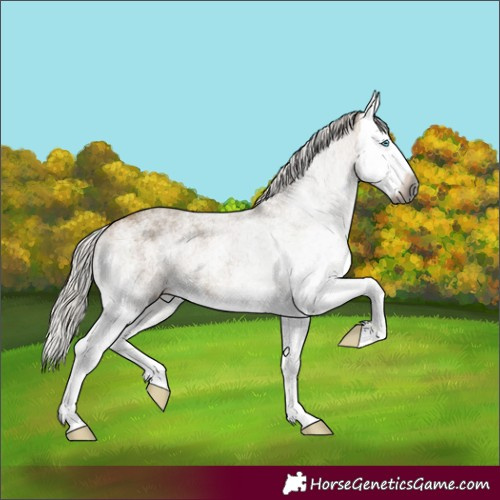 Horse Color:Gray White Spotted Silver Buckskin Dun Splash 