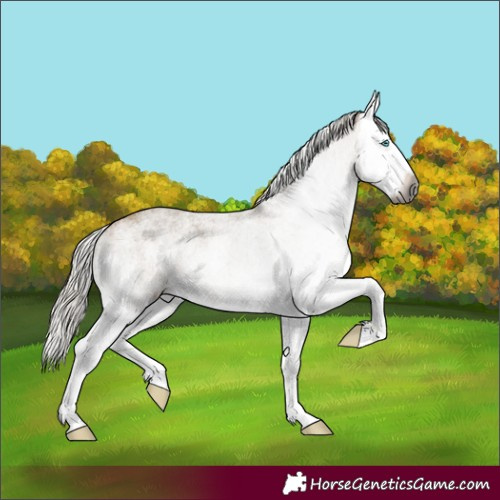 Horse Color:Gray White Spotted Silver Buckskin Dun Splash 