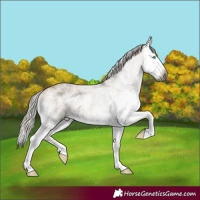 Horse Color:Gray White Spotted Silver Buckskin Dun Splash 