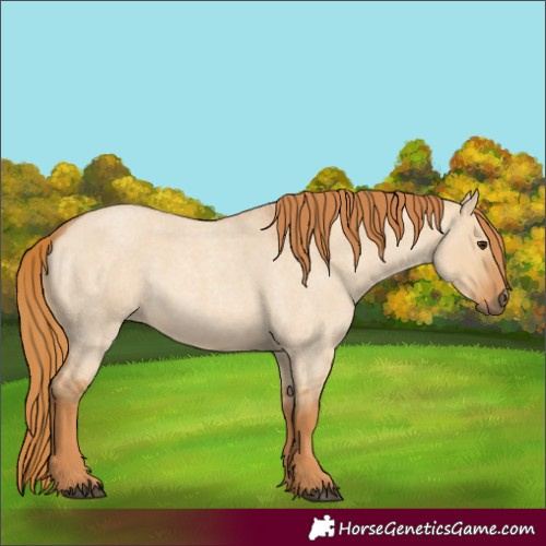 Horse Color:Red Dun Roan