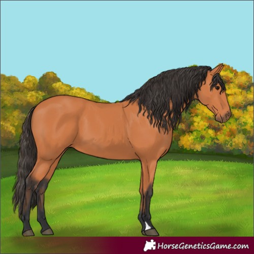 Horse Color:Bay 