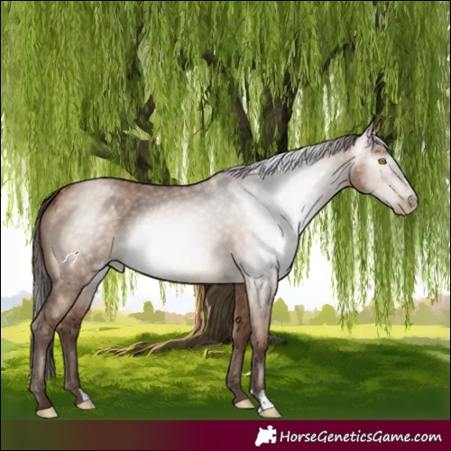 Horse Color:Gray Brown Pearl Dun