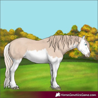 Horse Color:White Spotted Perlino Splash