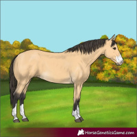 Horse Color:Buckskin 