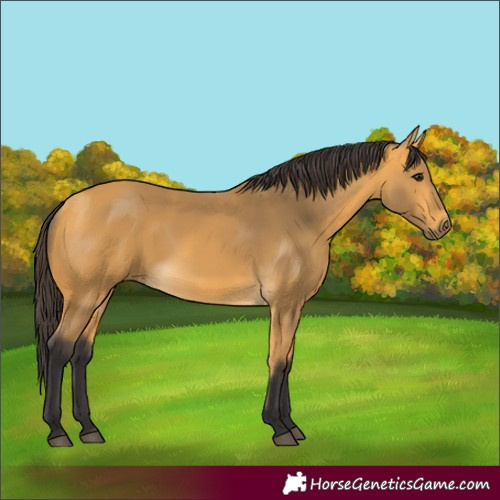 Horse Color:Buckskin 