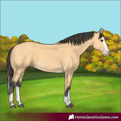 Horse Color:Buckskin Splash 