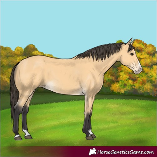 Horse Color:Buckskin Splash