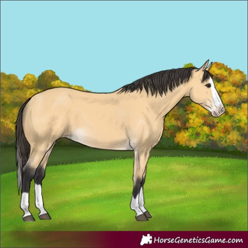 Horse Color:Buckskin Splash 