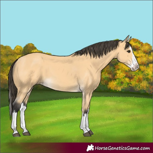Horse Color:Buckskin Splash 
