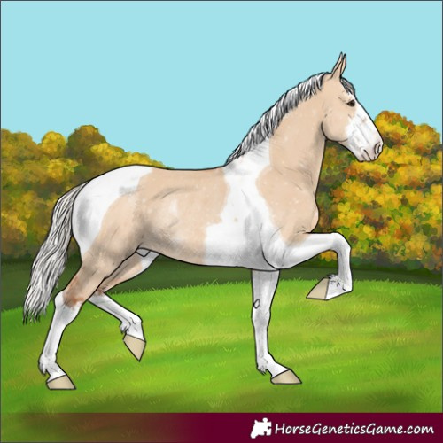 Horse Color:White Spotted Silver Bay Dun Tobiano Rabicano 