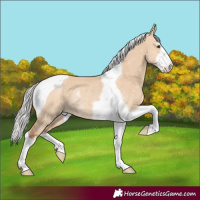 Horse Color:White Spotted Silver Bay Dun Tobiano Rabicano
