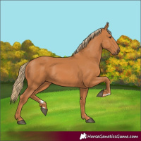 Horse Color:Chestnut 