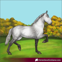Horse Color:Gray Silver Black 