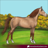 Horse Color:Gray Gold Champagne Dun 