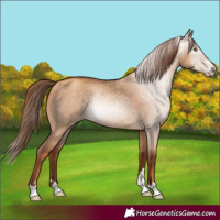 Horse Color:Gray Gold Champagne Dun 