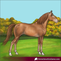 Horse Color:Gray Gold Champagne