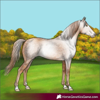 Horse Color:Gray Gold Champagne 