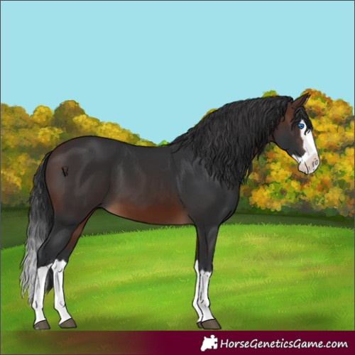 Horse Color:Brown Splash 