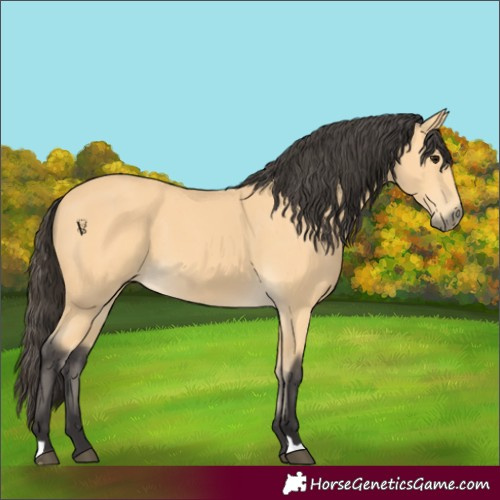 Horse Color:Unknown 