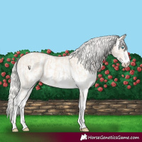 Horse Color:Cremello Sabino and Cremello Dun Sabino