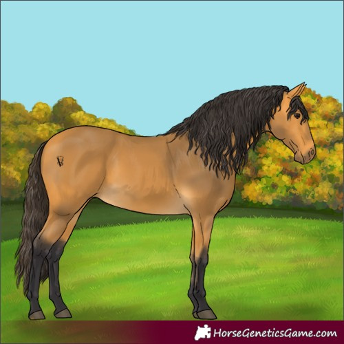 Horse Color:Buckskin