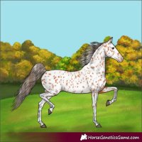 Horse Color:Bay Appaloosa 