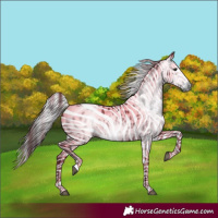 Horse Color:Gray Black Appaloosa 