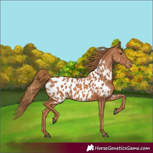 Horse Color:Chestnut Near Leopard 