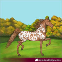 Horse Color:Chestnut Near Leopard 