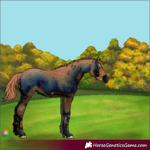Horse Color:ERROR: UNKNOWN ANOMALY