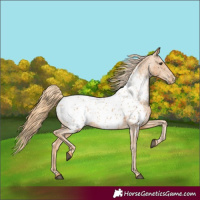 Horse Color:Chestnut Near Leopard 