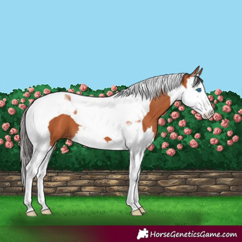 Horse Color:Bay Splash Tobiano