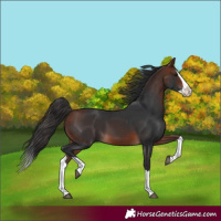 Horse Color:Bay Splash