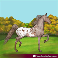 Horse Color:Chestnut Appaloosa 